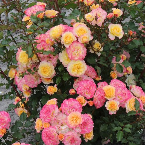 Žltá - ružová - Stromkové ruže,  kvety kvitnú v skupinkáchstromková ruža s kríkovitou tvarou koruny